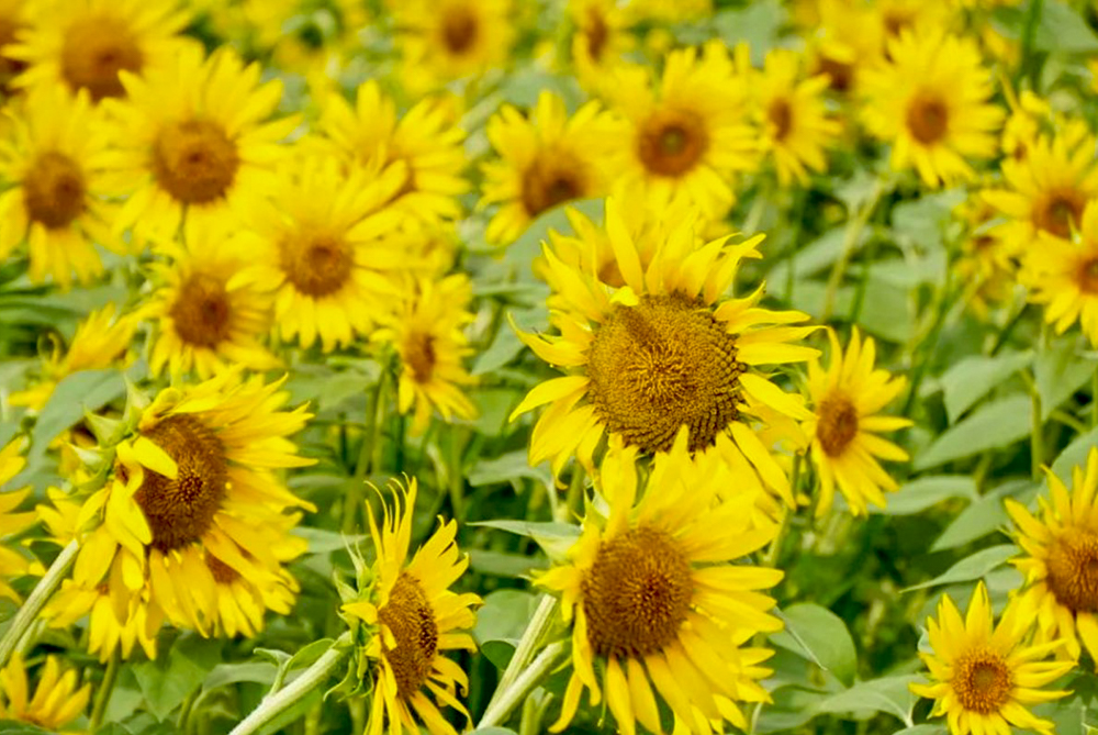 稲沢市ひまわり畑、千代田地区、8月の夏の花、愛知県稲沢市の観光・撮影スポットの名所