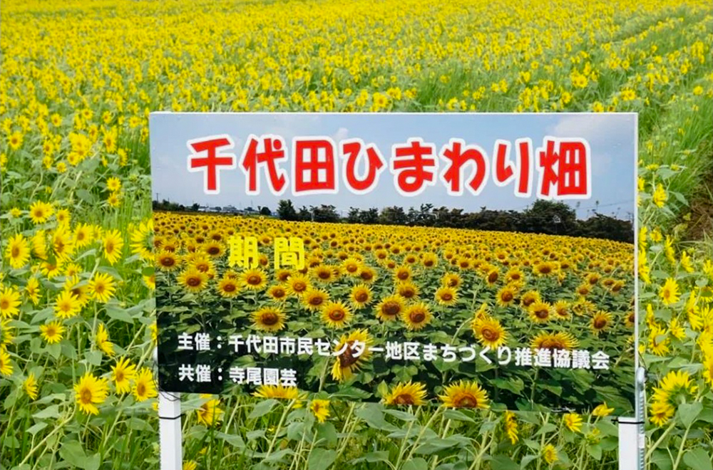 稲沢市ひまわり畑、千代田地区、8月の夏の花、愛知県稲沢市の観光・撮影スポットの名所