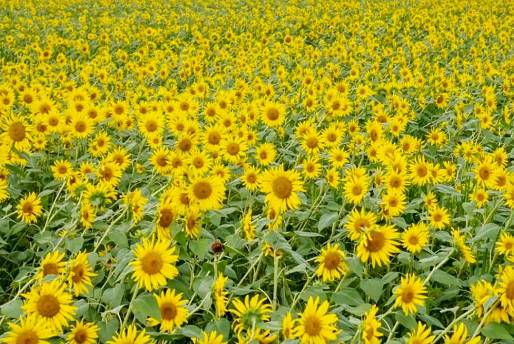 稲沢市ひまわり畑、千代田地区、8月の夏の花、愛知県稲沢市の観光・撮影スポットの名所