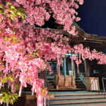 桜神宮 ・河津桜、2月春の花、東京都世田谷区の観光・撮影スポットの名所