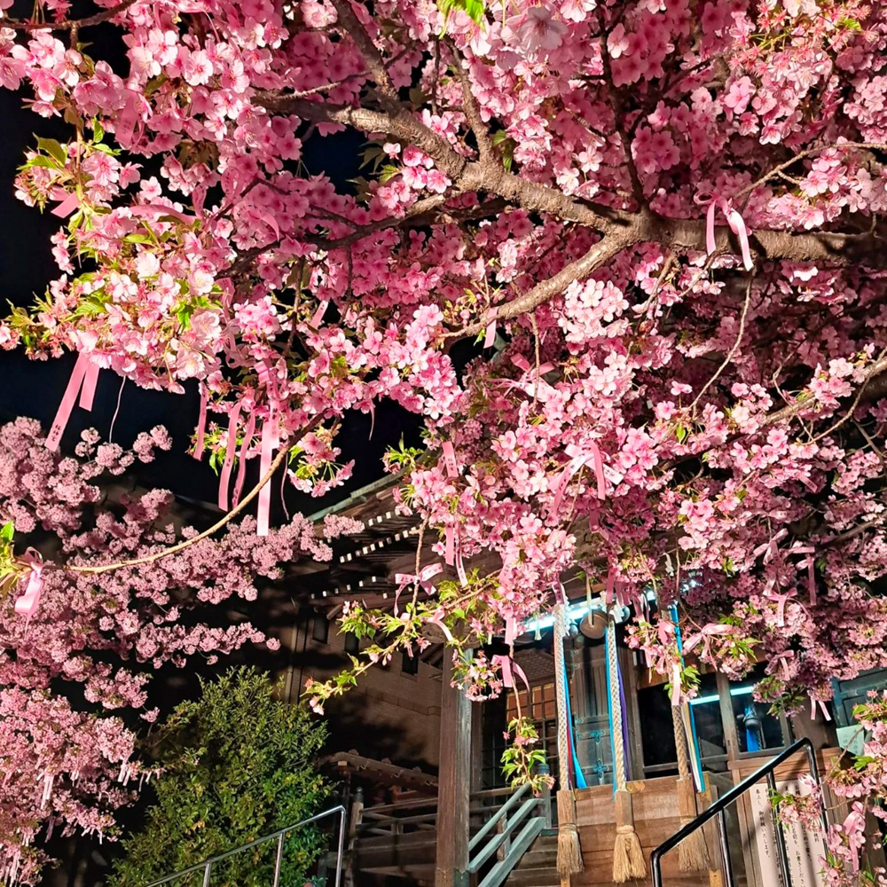 桜神宮 ・河津桜、2月春の花、東京都世田谷区の観光・撮影スポットの名所