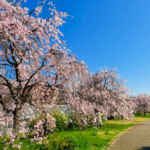 名古屋市平和公園、しだれ桜、3月春の花、名古屋市千種区の観光・撮影スポットの名所