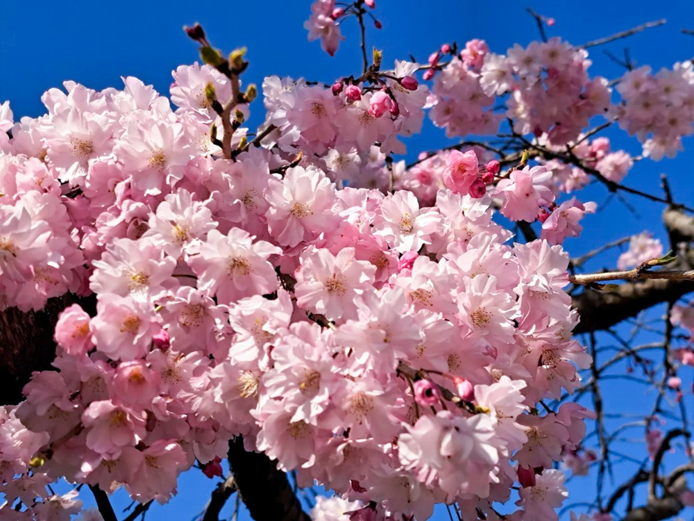 名古屋市平和公園、しだれ桜、3月春の花、名古屋市千種区の観光・撮影スポットの名所