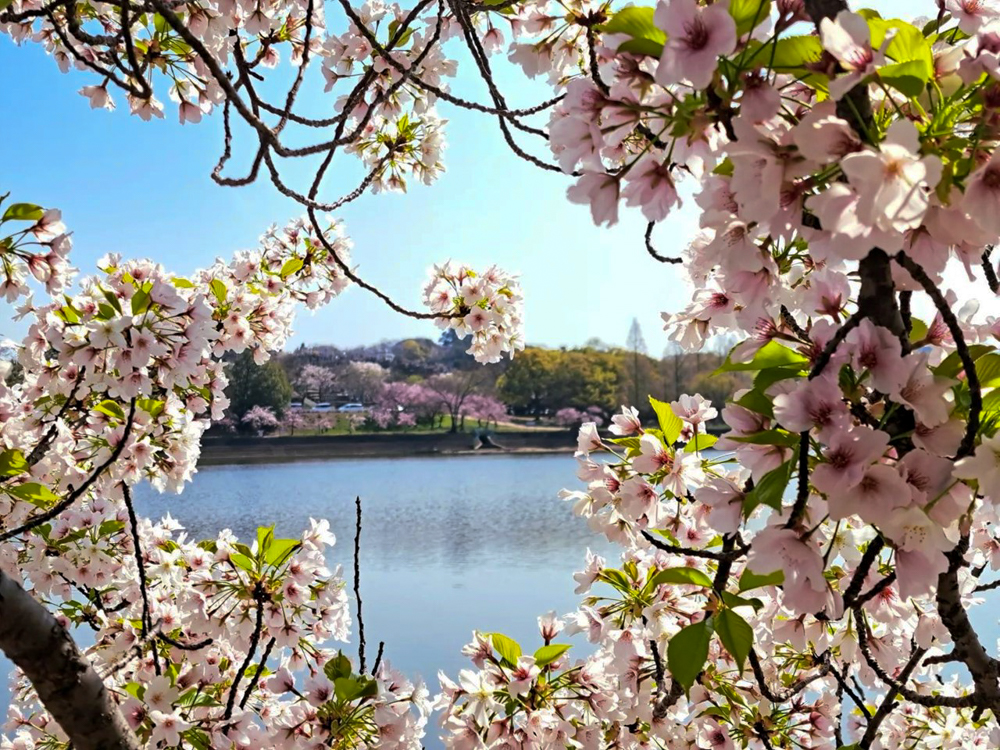 名古屋市平和公園、桜、3月春の花、名古屋市千種区の観光・撮影スポットの名所