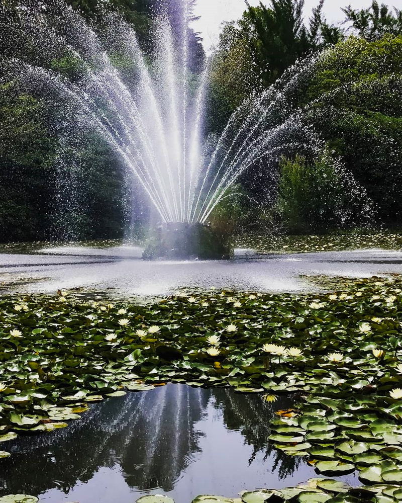 呼続公園、スイレン、7月夏の花、名古屋市南区の観光・撮影スポットの名所