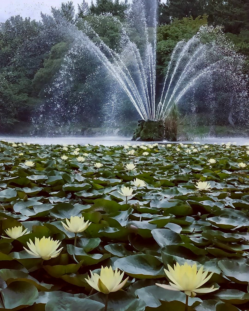 呼続公園、スイレン、7月夏の花、名古屋市南区の観光・撮影スポットの名所