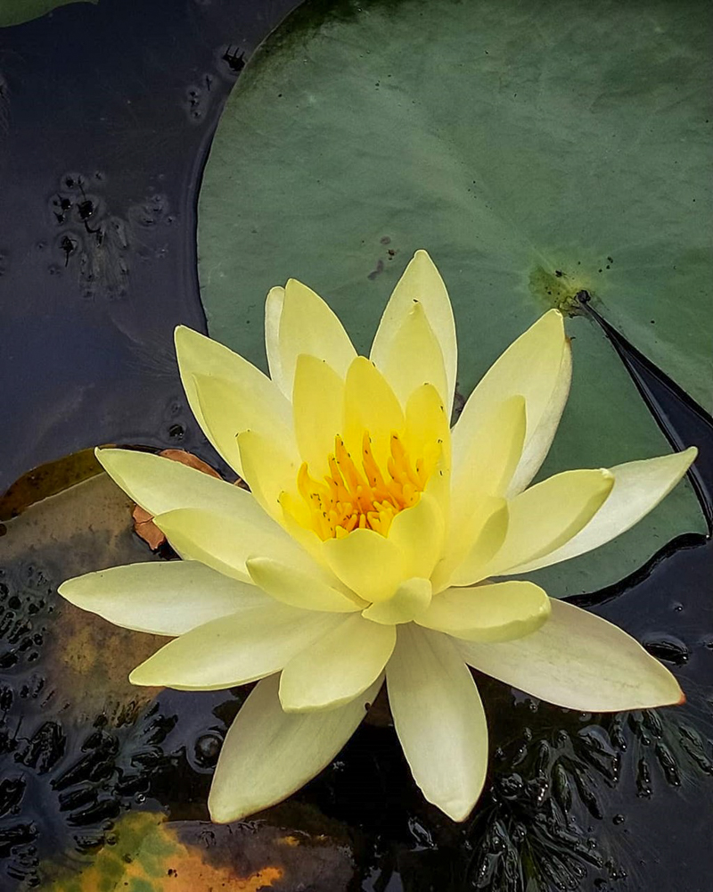 呼続公園、スイレン、7月夏の花、名古屋市南区の観光・撮影スポットの名所