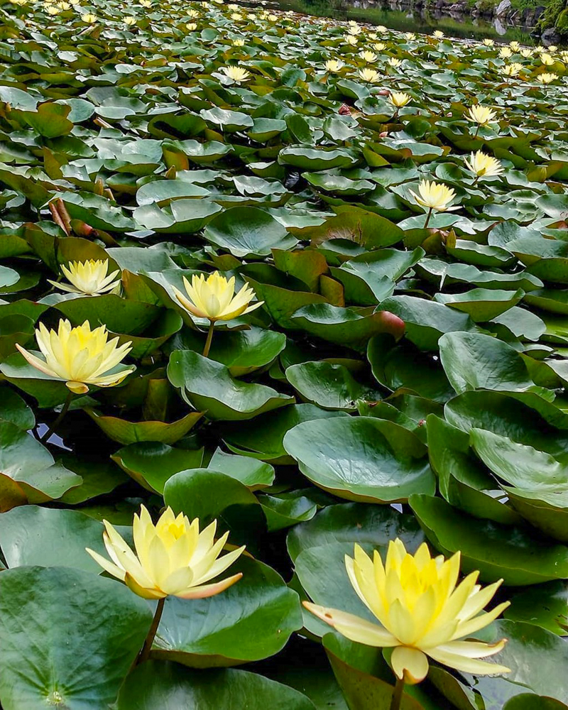 呼続公園、スイレン、7月夏の花、名古屋市南区の観光・撮影スポットの名所