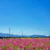 墨俣町のコスモス畑 、10月の秋の花　岐阜県大垣市の観光・撮影スポットの画像と写真