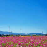 墨俣町のコスモス畑 、10月の秋の花　岐阜県大垣市の観光・撮影スポットの画像と写真