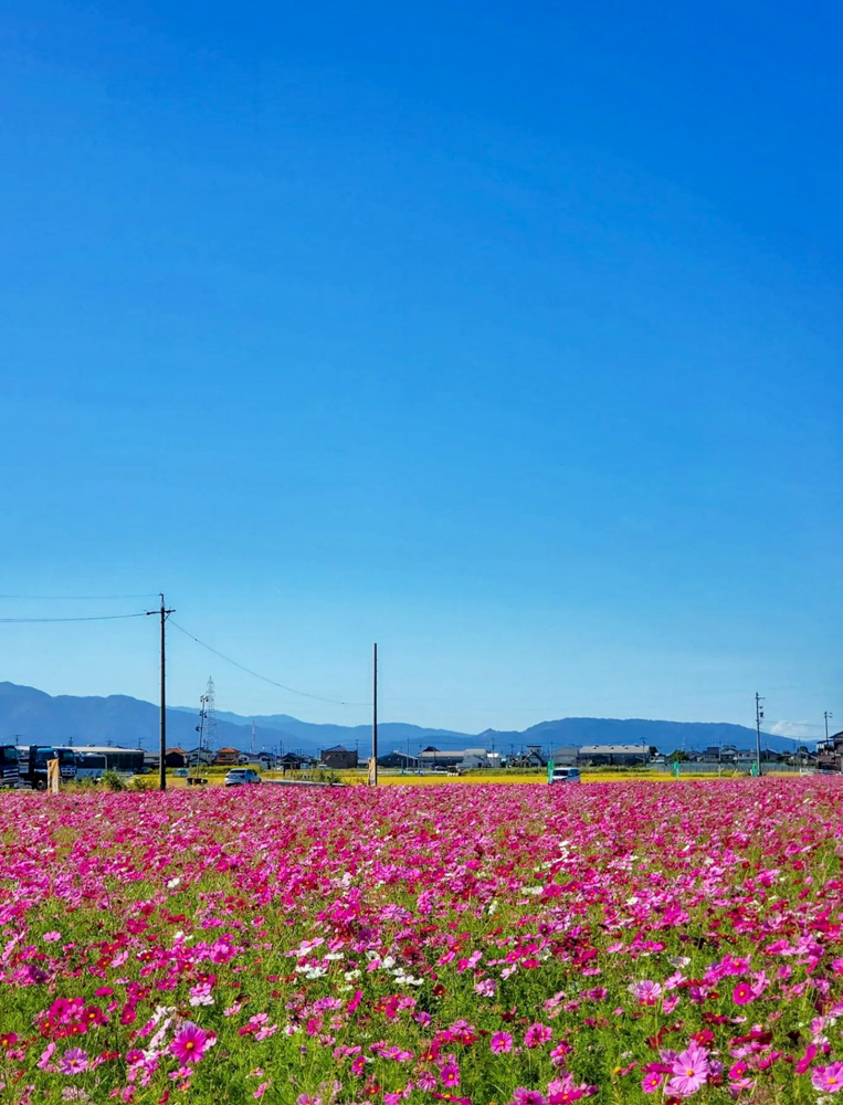 墨俣町のコスモス畑 、10月の秋の花　岐阜県大垣市の観光・撮影スポットの画像と写真