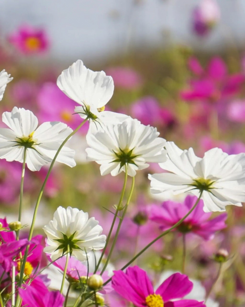 墨俣町のコスモス畑 、10月の秋の花　岐阜県大垣市の観光・撮影スポットの画像と写真