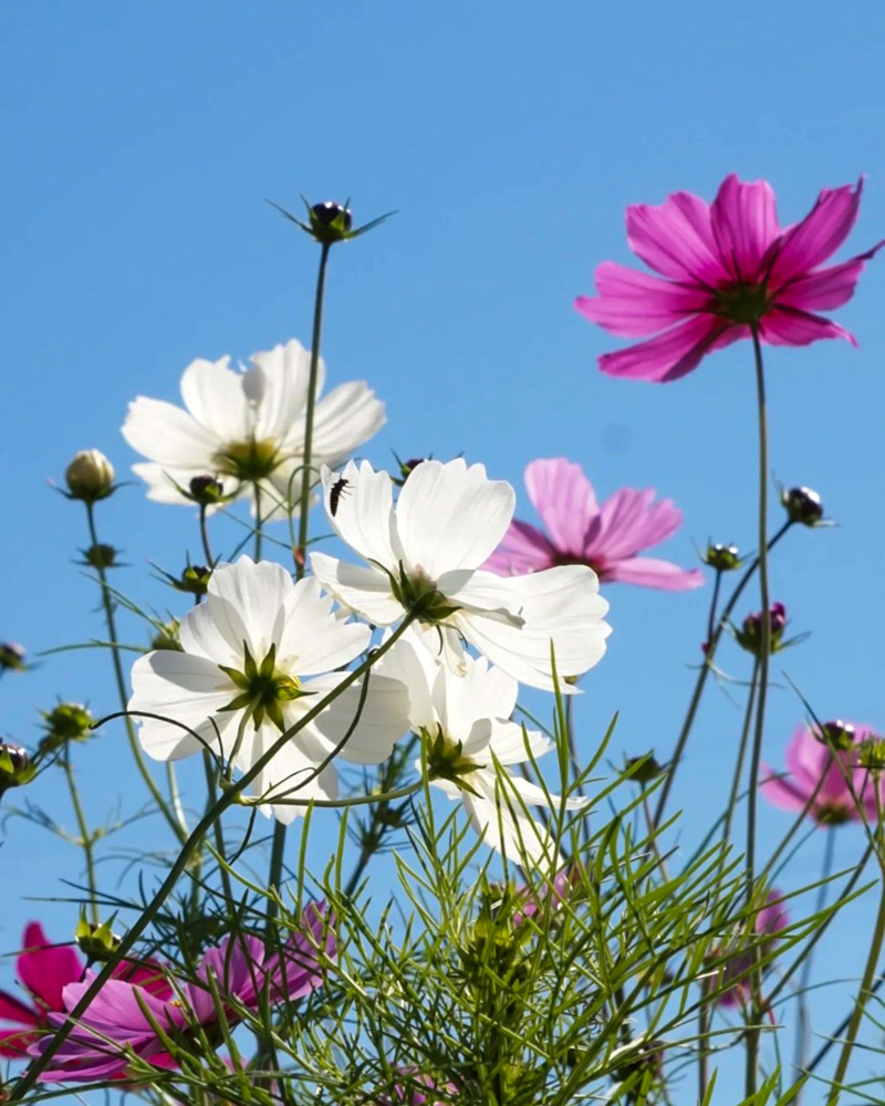 墨俣町のコスモス畑 、10月の秋の花　岐阜県大垣市の観光・撮影スポットの画像と写真