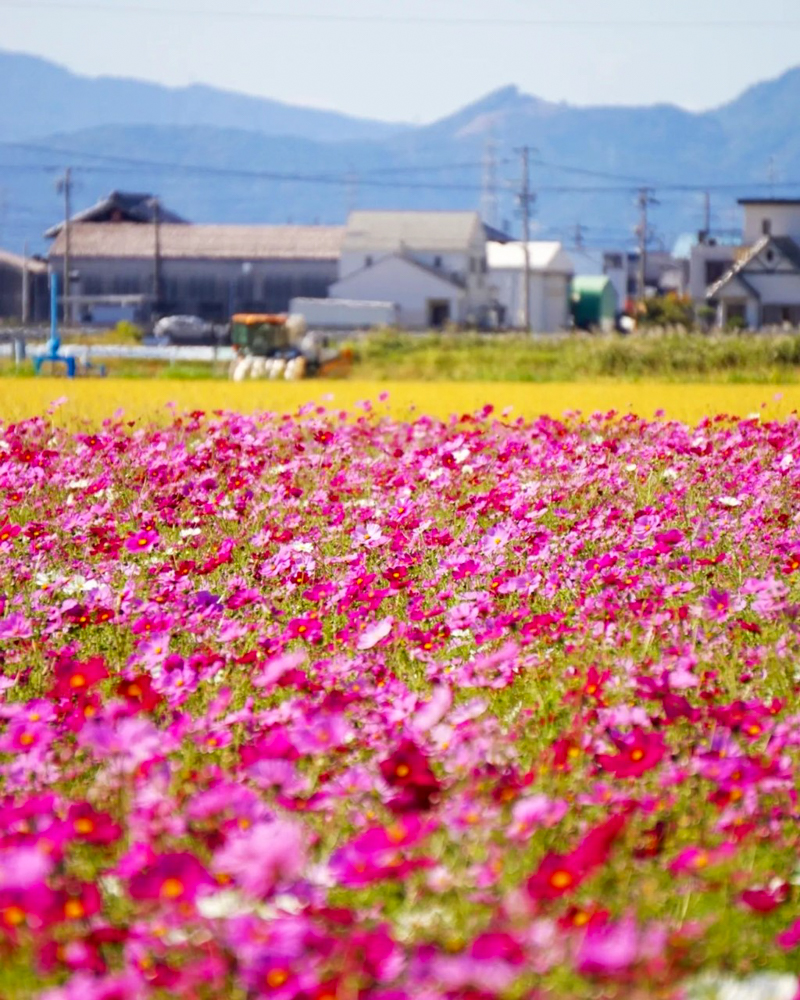 墨俣町のコスモス畑 、10月の秋の花　岐阜県大垣市の観光・撮影スポットの画像と写真