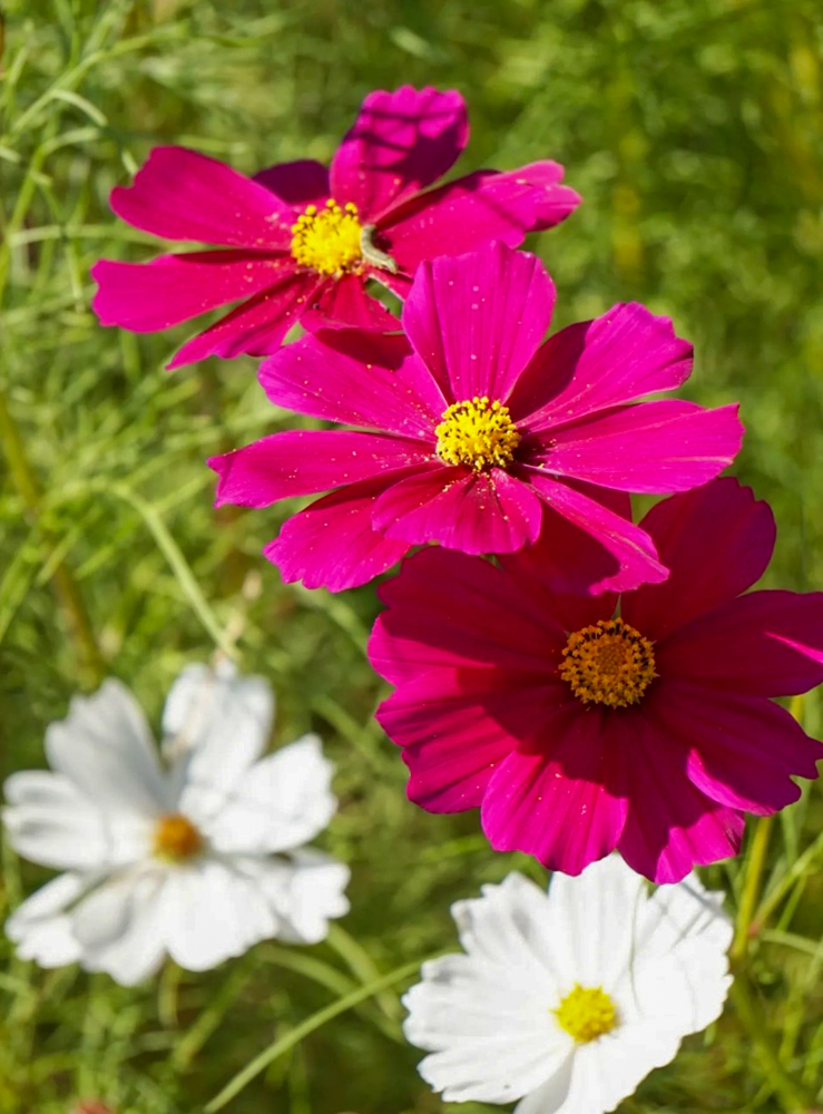 墨俣町のコスモス畑 、10月の秋の花　岐阜県大垣市の観光・撮影スポットの画像と写真