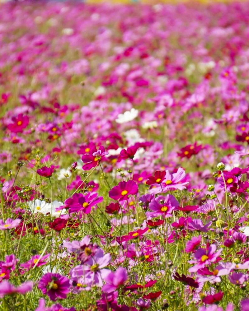 墨俣町のコスモス畑 、10月の秋の花　岐阜県大垣市の観光・撮影スポットの画像と写真