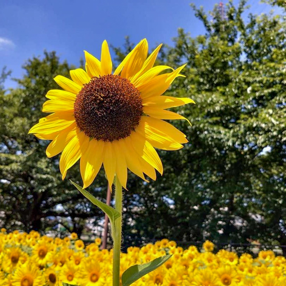 大口町ひまわり畑、7月の夏の花、愛知県大口町の観光・撮影スポットの名所