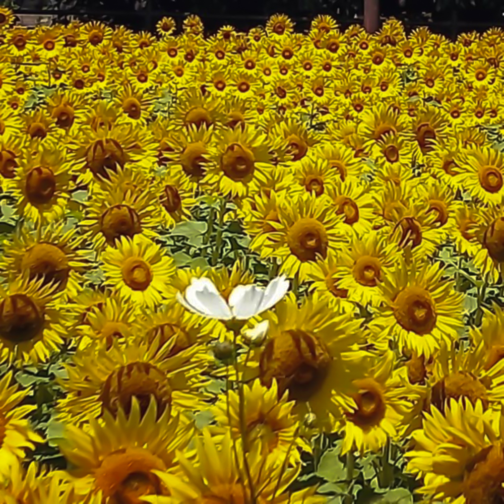 大口町ひまわり畑、7月の夏の花、愛知県大口町の観光・撮影スポットの名所