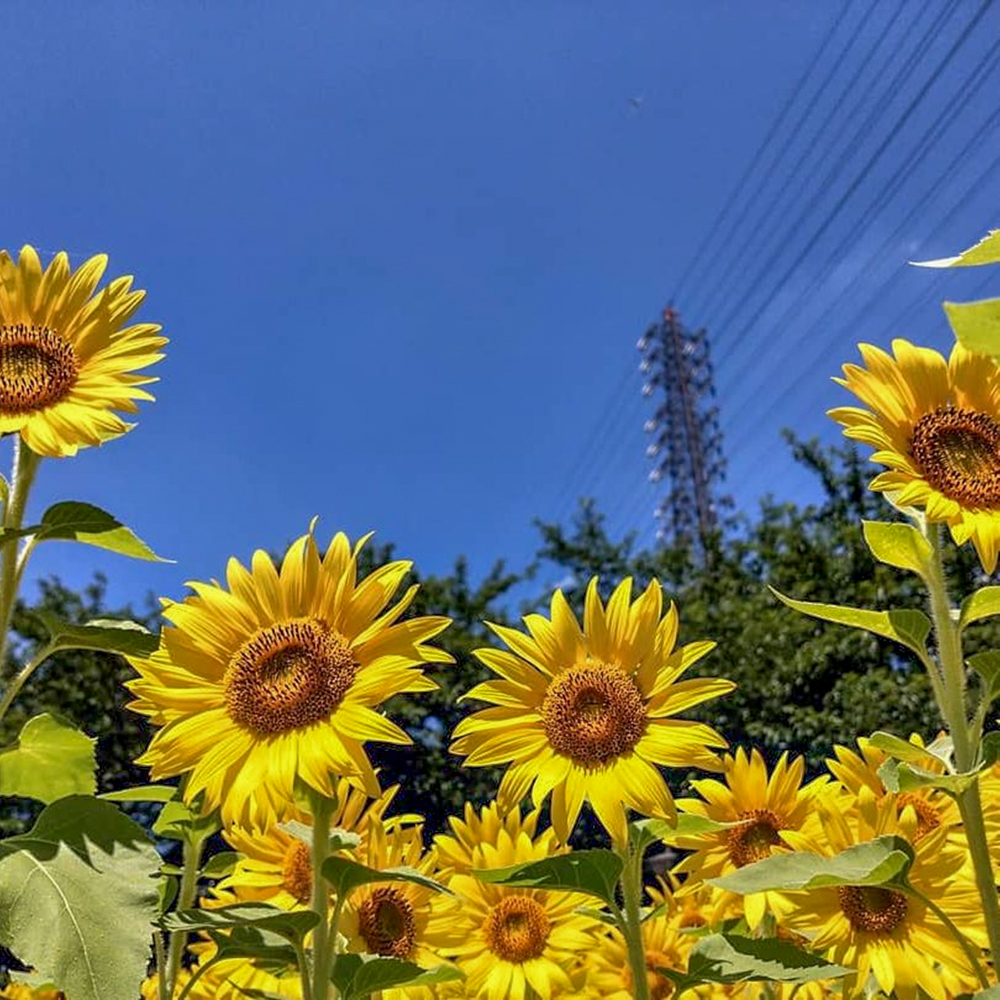 大口町ひまわり畑、7月の夏の花、愛知県大口町の観光・撮影スポットの名所