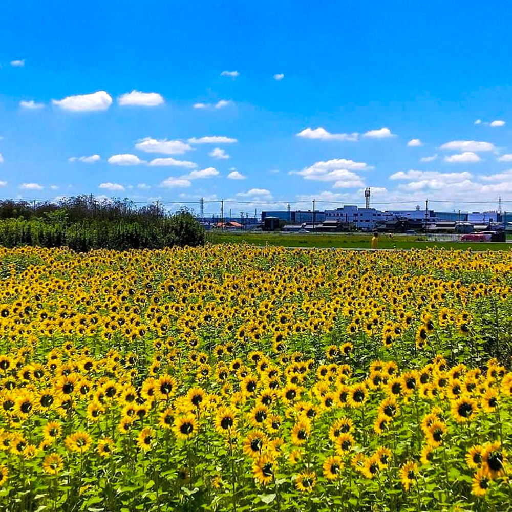 大口町ひまわり畑、7月の夏の花、愛知県大口町の観光・撮影スポットの名所