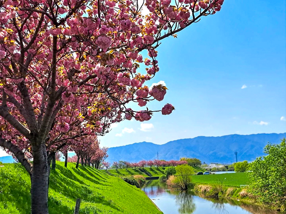 大榑川堤の八重桜並木、4月春の花、岐阜県海津市の観光・撮影スポットの画像と写真