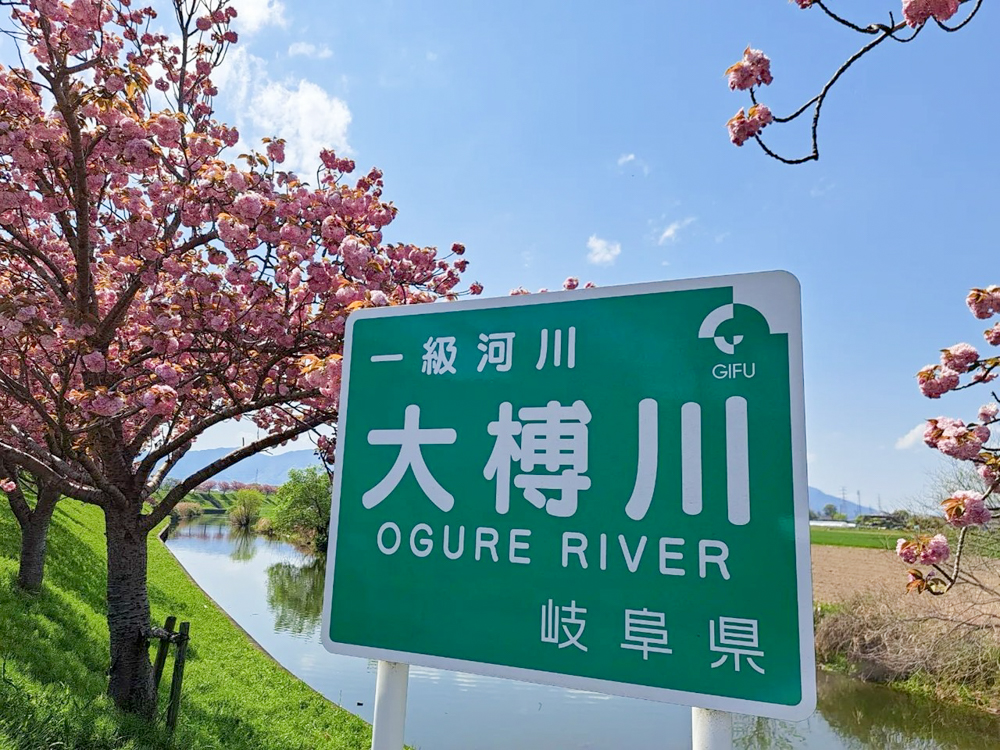 大榑川堤の八重桜並木、4月春の花、岐阜県海津市の観光・撮影スポットの画像と写真