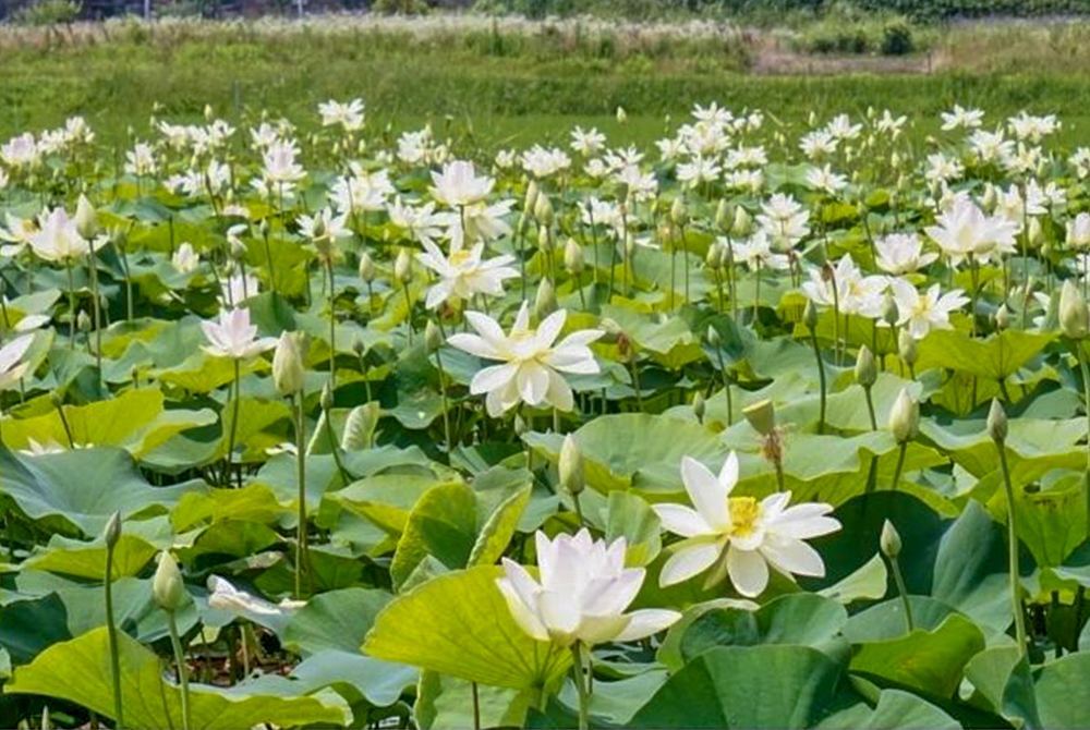 羽島市大賀ハス園、6月夏の花、岐阜県羽島市の観光・撮影スポットの名所