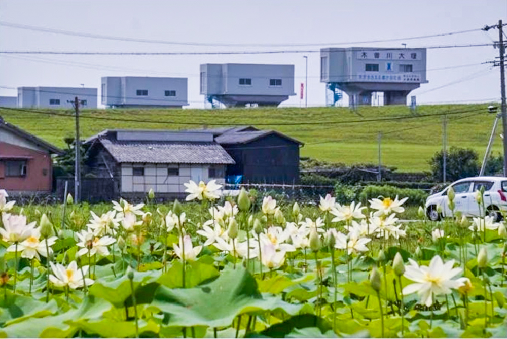 羽島市大賀ハス園、6月夏の花、岐阜県羽島市の観光・撮影スポットの名所