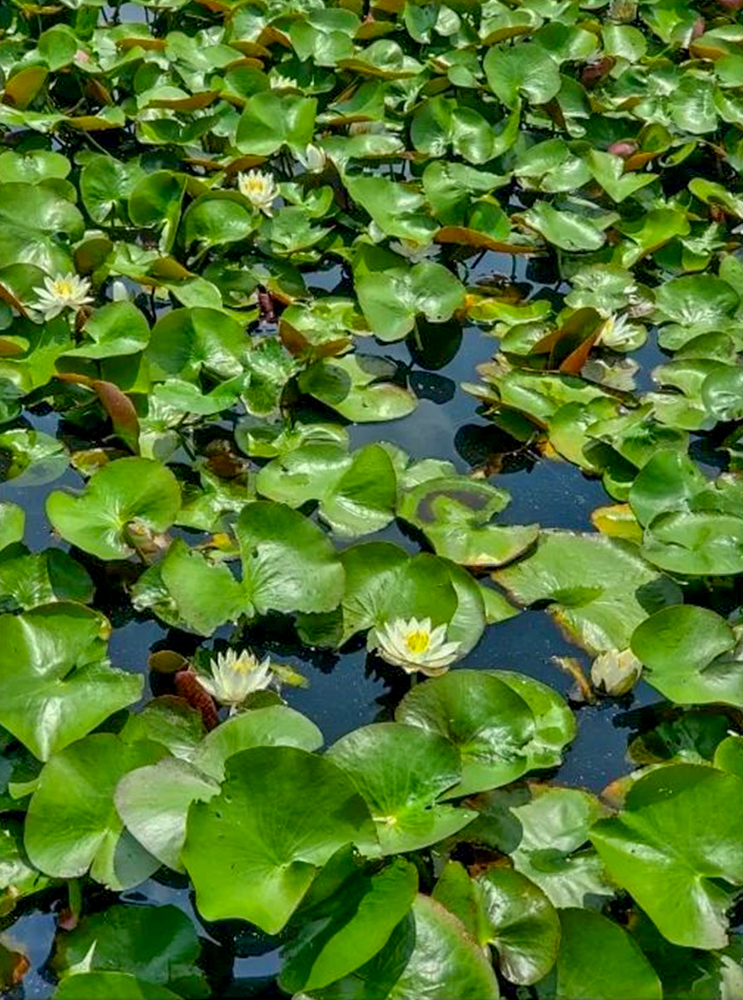 羽島市大賀ハス園、スイレン、6月夏の花、岐阜県羽島市の観光・撮影スポットの名所