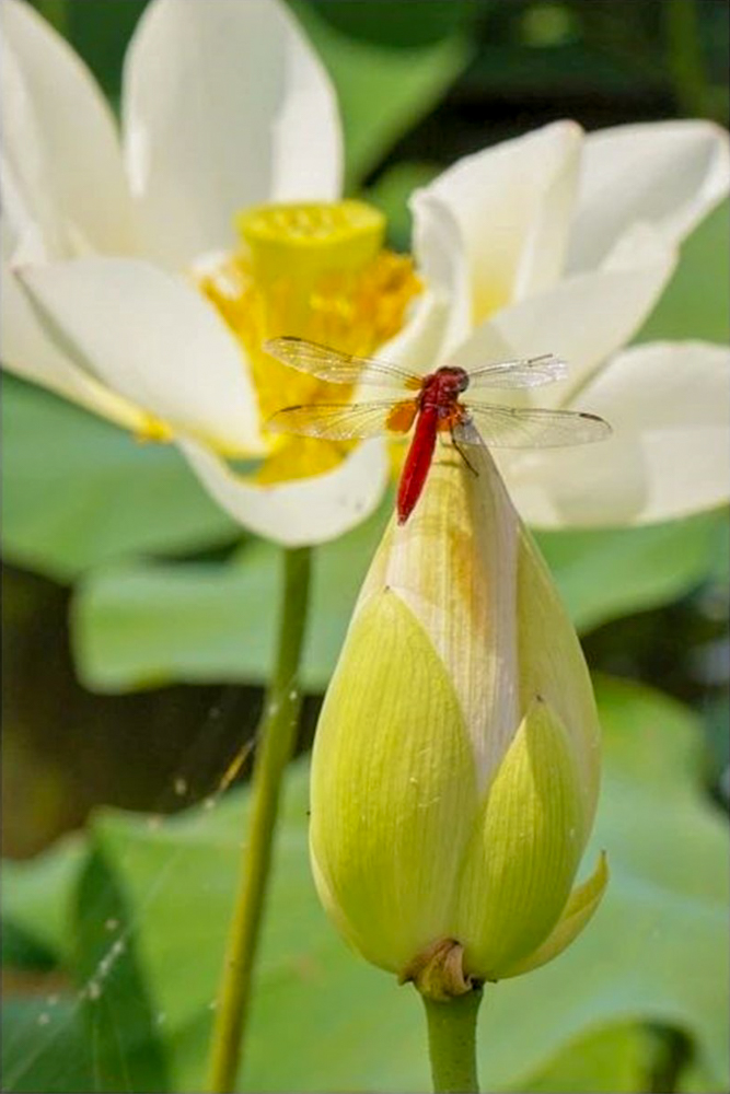 羽島市大賀ハス園、6月夏の花、岐阜県羽島市の観光・撮影スポットの名所