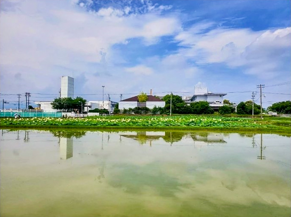 羽島市大賀ハス園、6月夏の花、岐阜県羽島市の観光・撮影スポットの名所