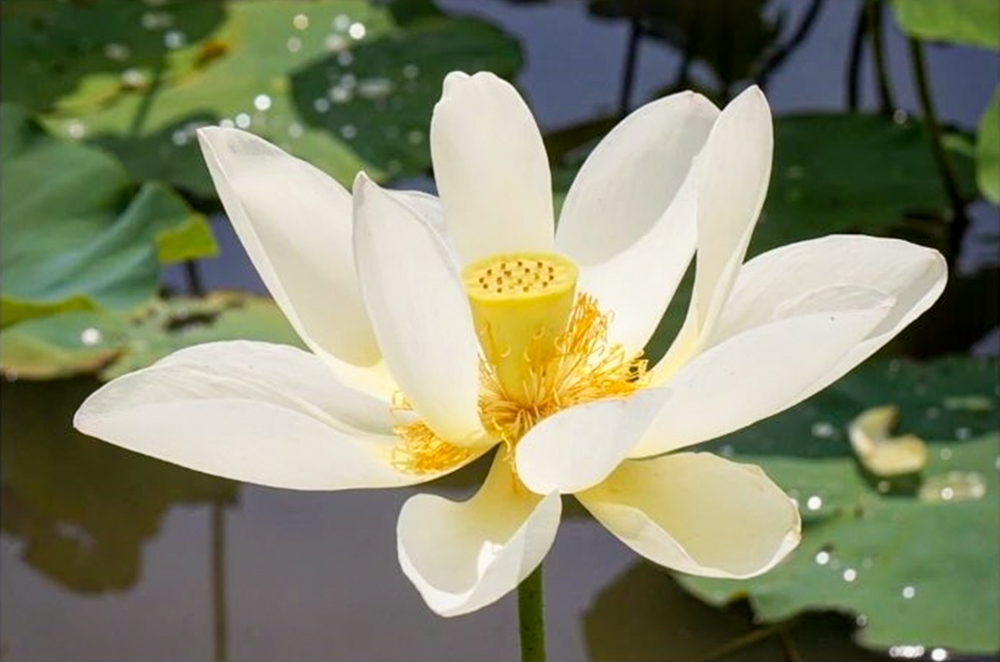 羽島市大賀ハス園、6月夏の花、岐阜県羽島市の観光・撮影スポットの名所