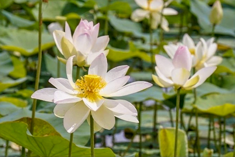 羽島市大賀ハス園、6月夏の花、岐阜県羽島市の観光・撮影スポットの名所