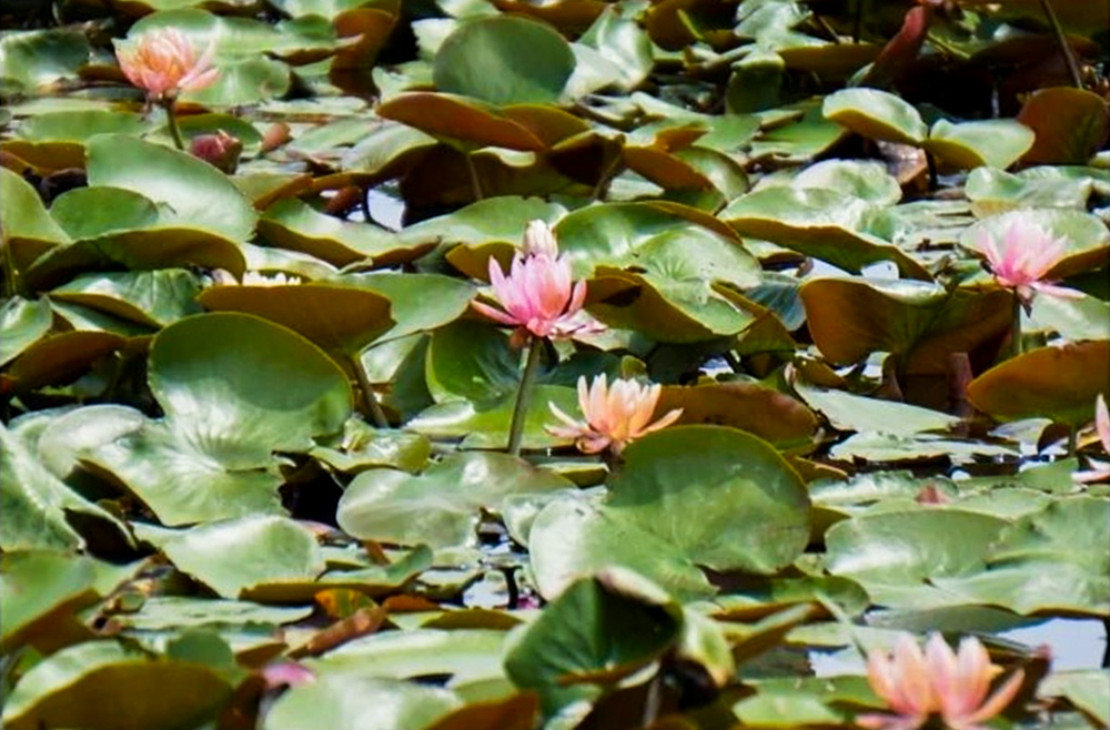 羽島市大賀ハス園、スイレン、6月夏の花、岐阜県羽島市の観光・撮影スポットの名所