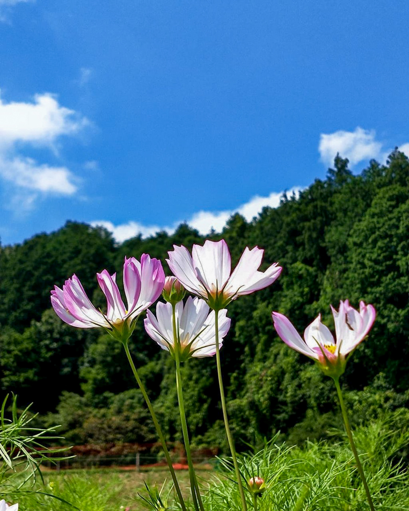 奥殿陣屋、コスモス、7月の夏の花、愛知県大口町の観光・撮影スポットの名所