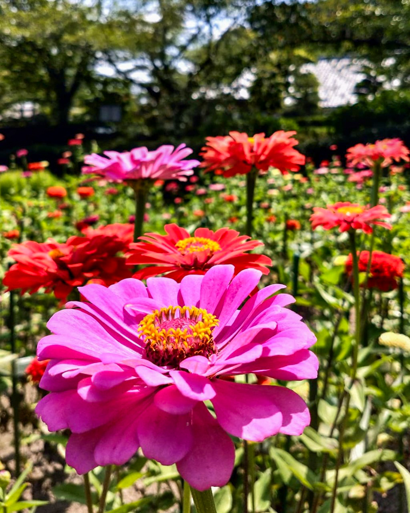 奥殿陣屋、ジニア、7月の夏の花、愛知県大口町の観光・撮影スポットの名所