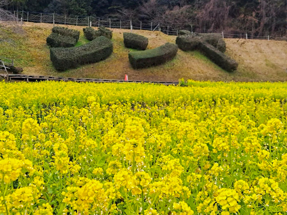 奥殿陣屋、菜の花、２月の春の花、愛知県岡崎市の観光・撮影スポット