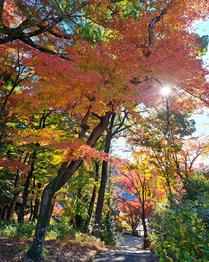 定光寺公園、紅葉、11月秋、愛知県瀬戸市の観光・撮影スポットの名所