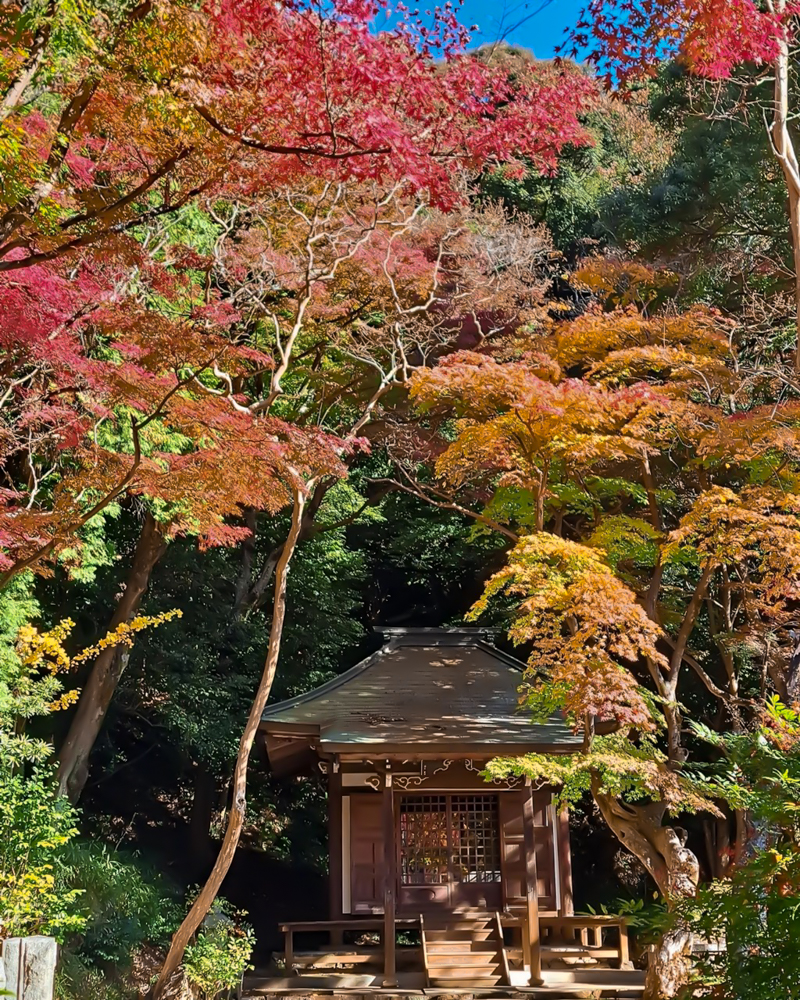 定光寺公園、紅葉、11月秋、愛知県瀬戸市の観光・撮影スポットの名所