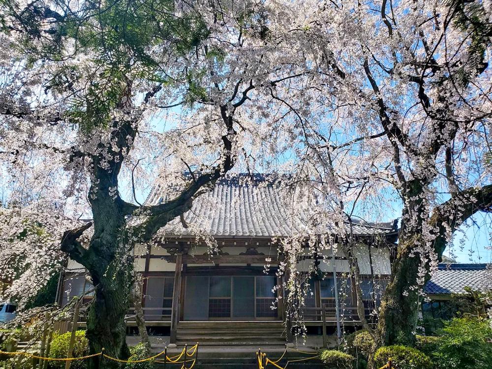 専通寺。しだれ桜。3月春の花、岐阜県海津市の観光・撮影スポットの画像と写真