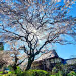 専通寺。しだれ桜。3月春の花、岐阜県海津市の観光・撮影スポットの画像と写真