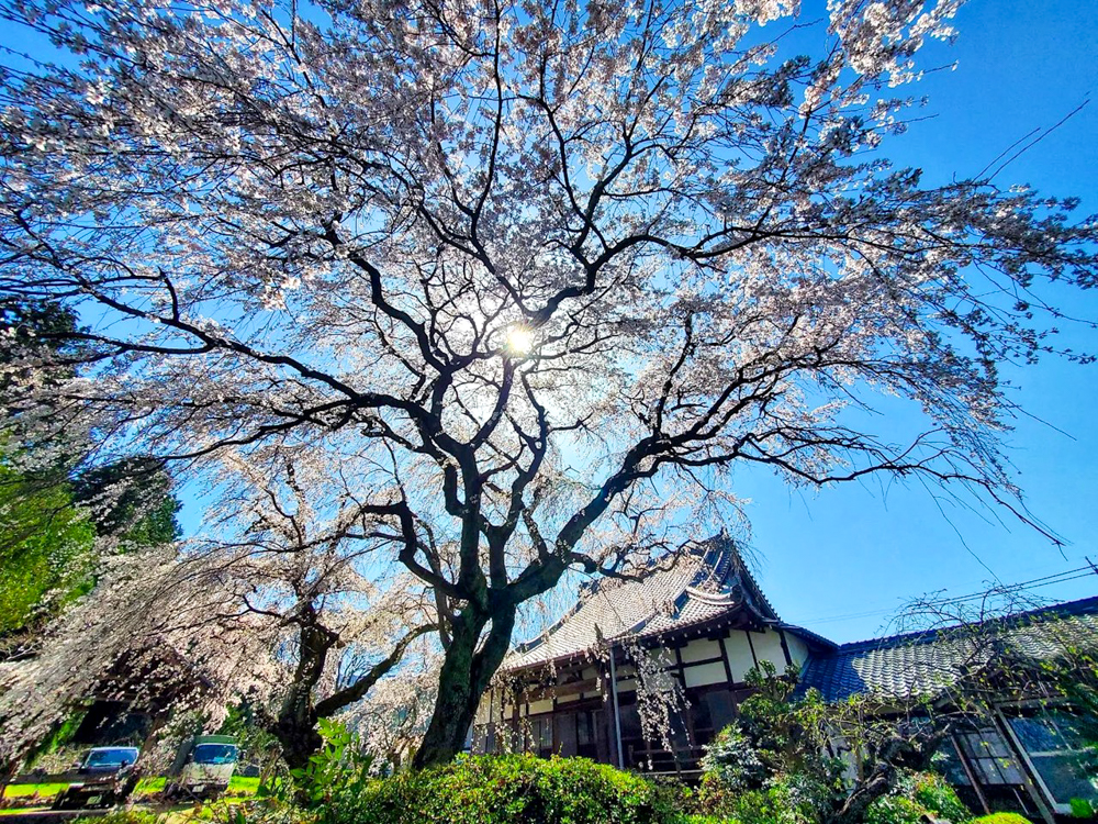専通寺。しだれ桜。3月春の花、岐阜県海津市の観光・撮影スポットの画像と写真