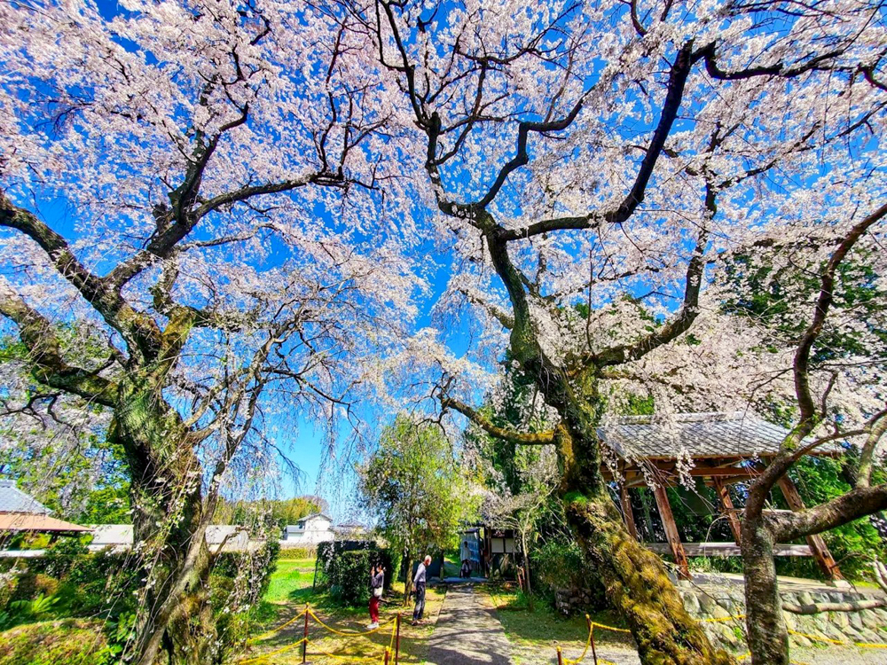 専通寺。しだれ桜。3月春の花、岐阜県海津市の観光・撮影スポットの画像と写真