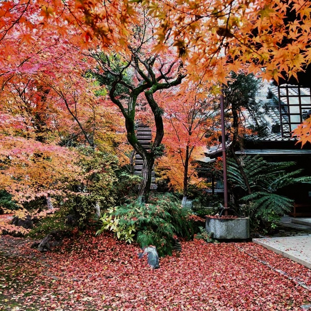 崇覚寺、紅葉、11月秋、名古屋市中区の観光・撮影スポットの名所