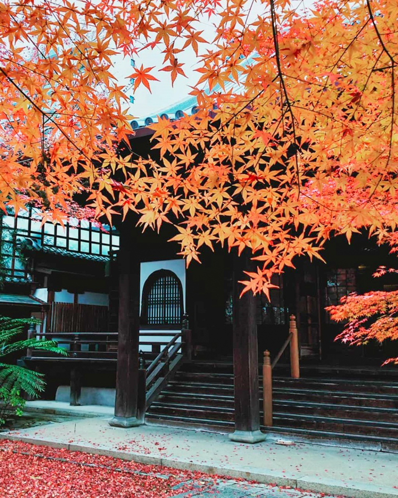 崇覚寺、紅葉、11月秋、名古屋市中区の観光・撮影スポットの名所