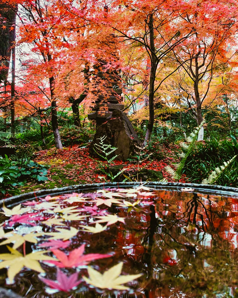 崇覚寺、紅葉、11月秋、名古屋市中区の観光・撮影スポットの名所