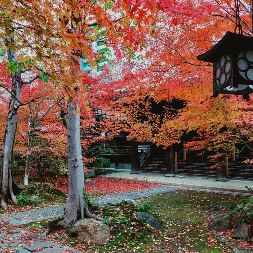 崇覚寺、紅葉、11月秋、名古屋市中区の観光・撮影スポットの名所