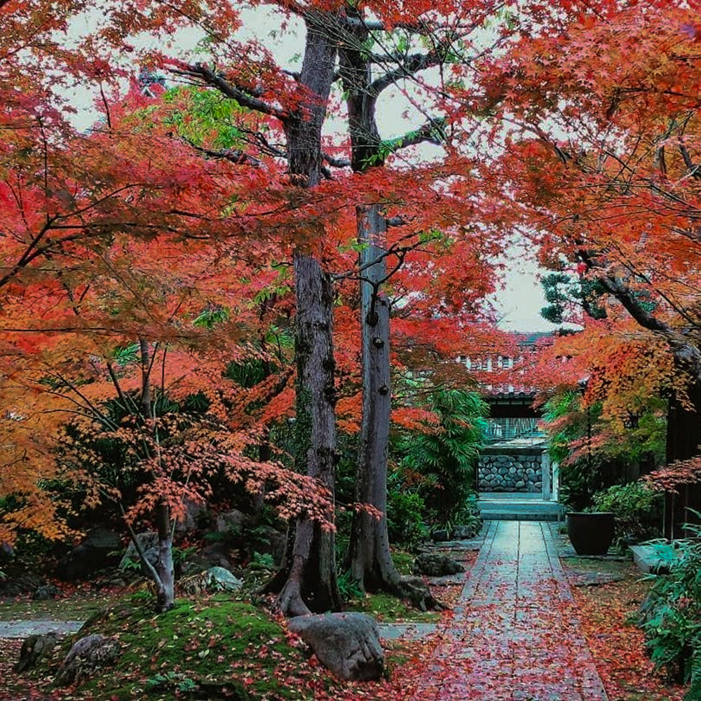 崇覚寺、紅葉、11月秋、名古屋市中区の観光・撮影スポットの名所