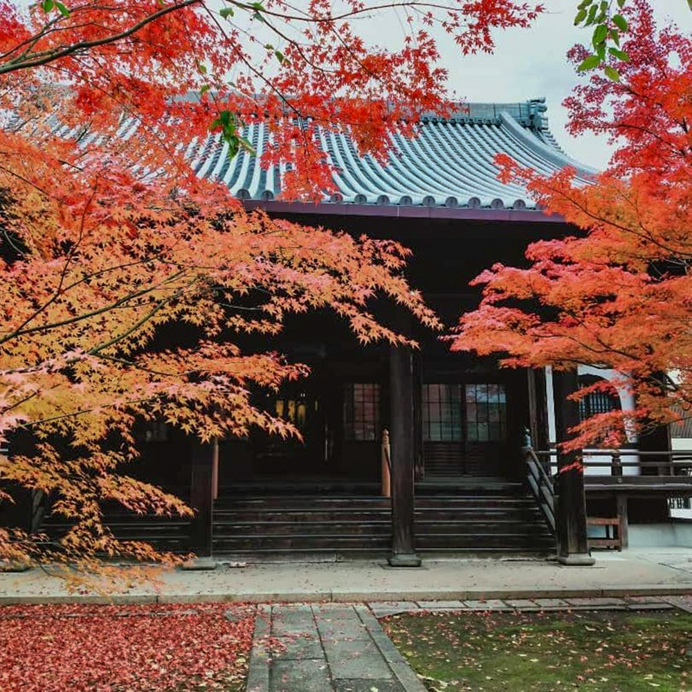 崇覚寺、紅葉、11月秋、名古屋市中区の観光・撮影スポットの名所