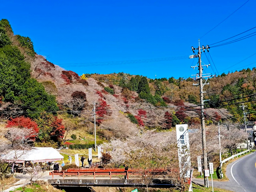 川見四季桜の里、紅葉、11月秋、愛知県豊田市の観光・撮影スポットの画像と写真